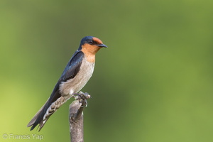 Pacific Swallow-100627-101EOS7D-IMG_1394-W.jpg