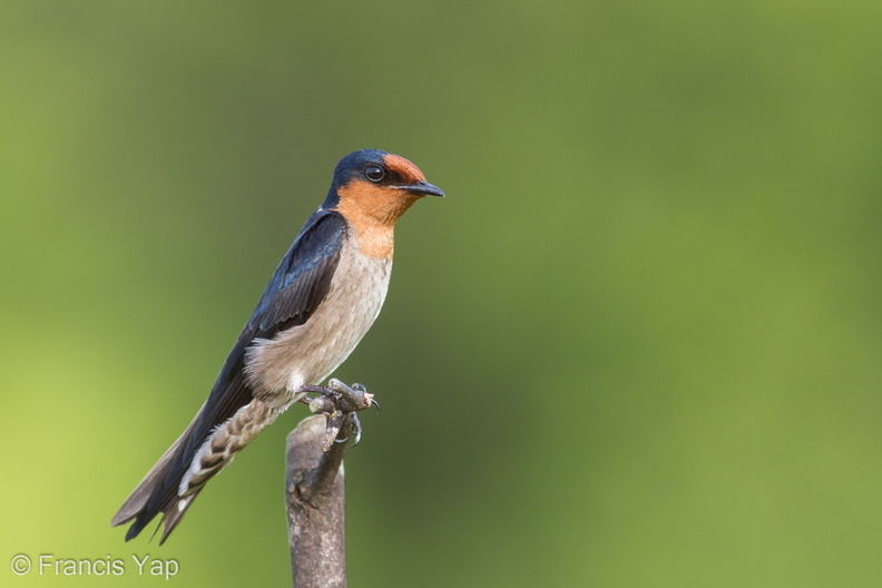 Pacific_Swallow-100627-101EOS7D-IMG_1394-W.jpg