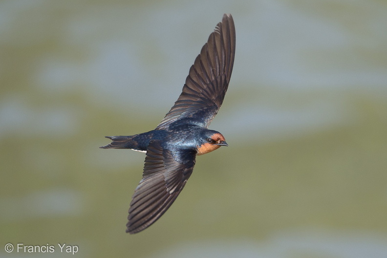 Pacific_Swallow-180311-107ND500-FYP_9905-W.jpg