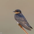 Pacific_Swallow-260915-206FRYAP-FYA01281-W.jpg