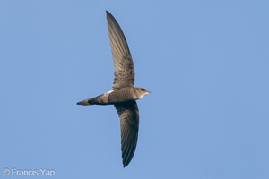 Pacific Swift-201031-122MSDCF-FYP00919-W.jpg