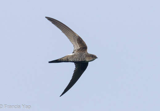 Pacific Swift