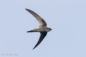 Pacific Swift-210324-105MSDCF-FRY08213-W.jpg