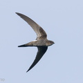 Pacific_Swift-210324-105MSDCF-FRY08213-W.jpg