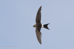 Pacific Swift-211008-122MSDCF-FRY01182-W.jpg