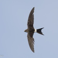 Pacific_Swift-211008-122MSDCF-FRY01182-W.jpg