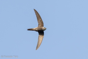 Pacific Swift-221011-155MSDCF-FYP08068-W.jpg