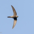 Pacific_Swift-221011-155MSDCF-FYP08068-W.jpg