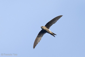 Pacific Swift-221020-156MSDCF-FYP07100-W.jpg