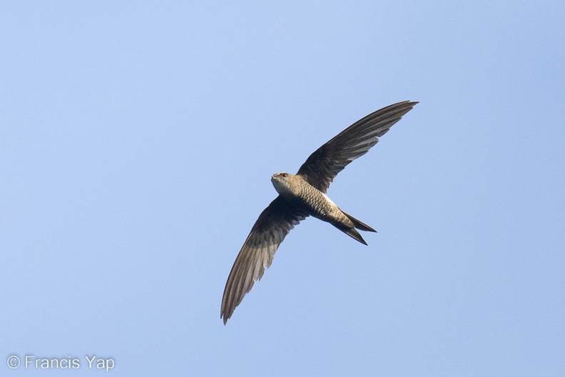 Pacific_Swift-221020-156MSDCF-FYP07100-W.jpg