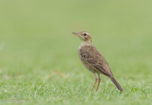 Paddyfield Pipit