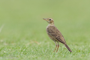 Paddyfield Pipit-120129-107EOS1D-FYAP9885-W.jpg