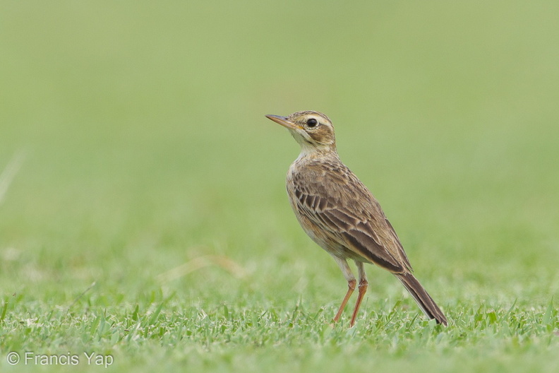 Paddyfield_Pipit-120129-107EOS1D-FYAP9885-W.jpg