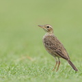 Paddyfield_Pipit-120129-107EOS1D-FYAP9885-W.jpg