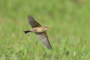 Paddyfield Pipit-211229-134MSDCF-FRY03793-W.jpg