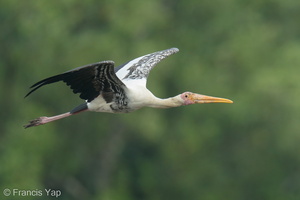 Painted Stork-200829-116MSDCF-FYP08056-W.jpg
