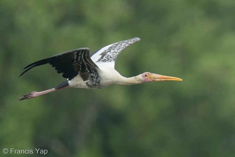 Painted_Stork-200829-116MSDCF-FYP08056-W.jpg