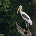 Painted_Stork-210925-121MSDCF-FRY00148-W.jpg