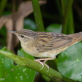 Pallass_Grasshopper_Warbler-171121-105ND500-FYP_7308-W.jpg