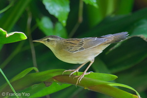 Pallas's Grasshopper Warbler-260428-186FRYAP-FYA02297-W.jpg