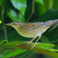 Pallass_Grasshopper_Warbler-260428-186FRYAP-FYA02297-W.jpg