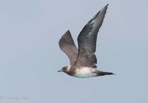 Parasitic Jaeger