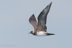 Parasitic Jaeger-180303-107ND500-FYP_9352-W.jpg