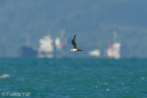 Parasitic Jaeger-210502-109MSDCF-FRY03681-W.jpg