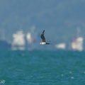 Parasitic_Jaeger-210502-109MSDCF-FRY03681-W.jpg