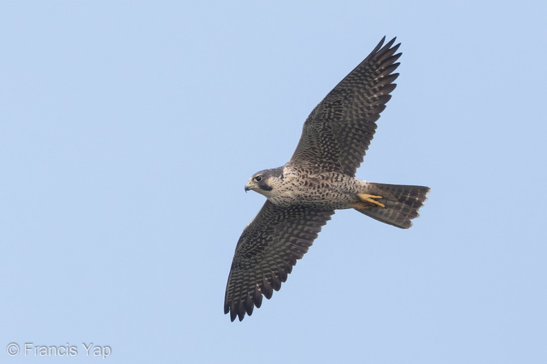 Peregrine_Falcon-160326-103EOS7D-FY7D2435-W.jpg