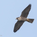 Peregrine_Falcon-160326-103EOS7D-FY7D2435-W.jpg