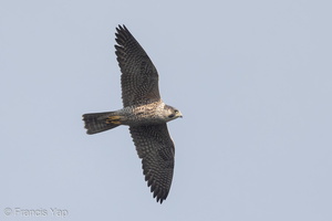 Peregrine Falcon-160328-103EOS7D-FY7D3240-W.jpg