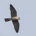 Peregrine_Falcon-160328-103EOS7D-FY7D3240-W.jpg