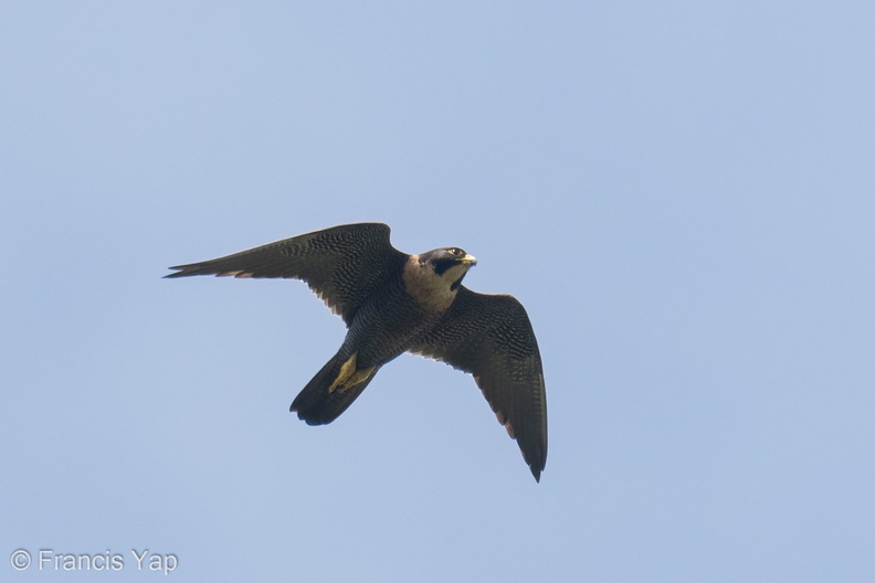 Peregrine_Falcon-211021-124MSDCF-FRY05130-W.jpg