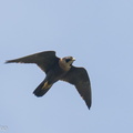 Peregrine_Falcon-211021-124MSDCF-FRY05130-W.jpg