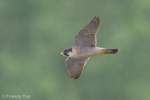 Peregrine Falcon-240215-215MSDCF-FYP02823-W.jpg