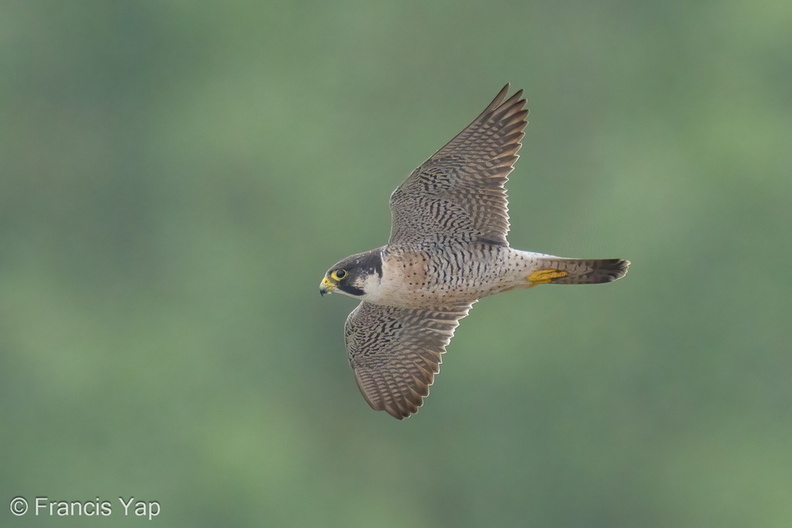 Peregrine_Falcon-240215-215MSDCF-FYP02823-W.jpg