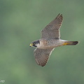 Peregrine_Falcon-240215-215MSDCF-FYP02823-W.jpg