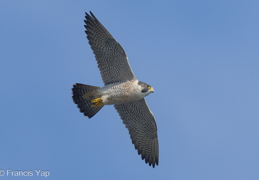 Peregrine Falcon