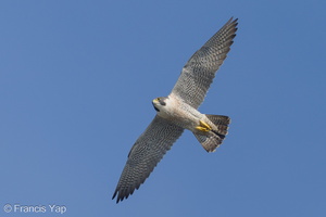 Peregrine Falcon-240317-219MSDCF-FYP03911-W.jpg