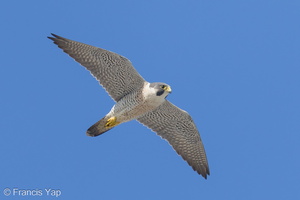 Peregrine Falcon-240317-219MSDCF-FYP04124-W.jpg