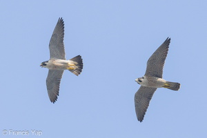 Peregrine Falcon-240320-219MSDCF-FYP09262-W.jpg