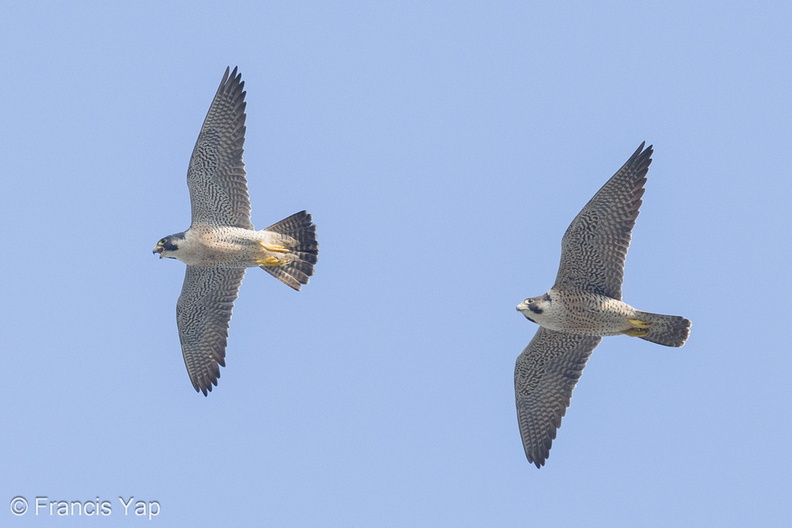 Peregrine_Falcon-240320-219MSDCF-FYP09262-W.jpg