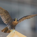 Peregrine_Falcon-250711-114FRYAP-FYA05818-W.jpg