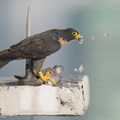 Peregrine_Falcon-250717-115FRYAP-FYA01719-W.jpg