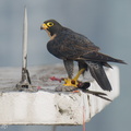 Peregrine_Falcon-250717-115FRYAP-FYA05506-W.jpg