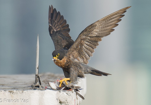 Peregrine Falcon - display this album Peregrine Falcon