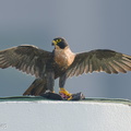 Peregrine_Falcon-250720-116FRYAP-FYA01919-W.jpg