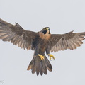 Peregrine_Falcon-250731-116FRYAP-FYA07000-W.jpg