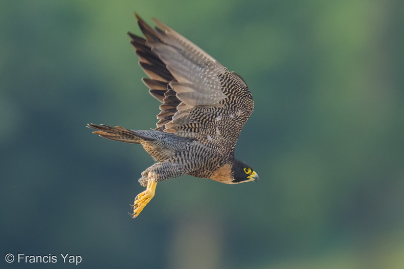Peregrine_Falcon-250731-116FRYAP-FYA07647-W.jpg